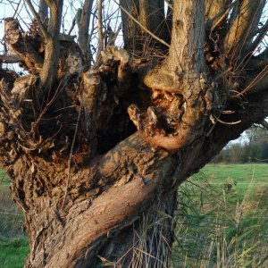 Weide in der Marsch in Schleswig Holstein der sprechende Baum Schreibgruppe Federreiter