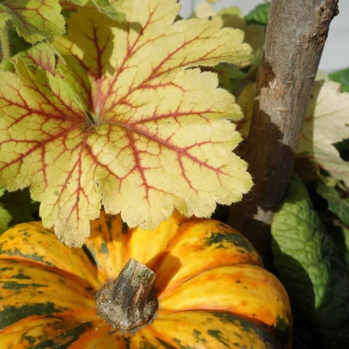 Herbst Schreibübung Kürbis _ Schreibgruppe Federreiter