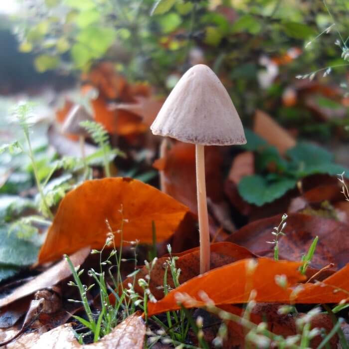 Herbst Schreibübung Pilz _ Schreibgruppe Federreiter